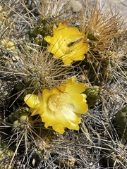 Cumulopuntia boliviana