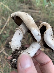 Agaricus sylvaticus occidentalis