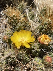 Cumulopuntia boliviana