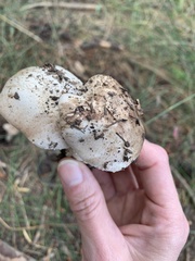 Agaricus sylvaticus occidentalis