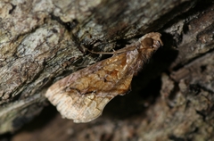 Plusiodonta coelonota