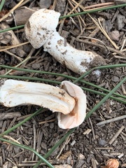 Agaricus sylvaticus occidentalis