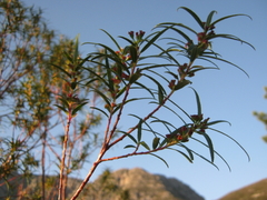 Empleurum unicapsulare