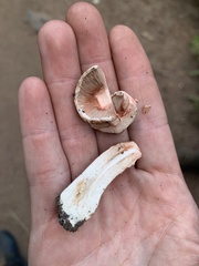 Agaricus sylvaticus occidentalis