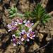 Pelargonium althaeoides - Photo (c) Tony Rebelo, algunos derechos reservados (CC BY-SA), uploaded by Tony Rebelo