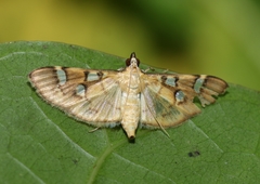 Cotachena histricalis
