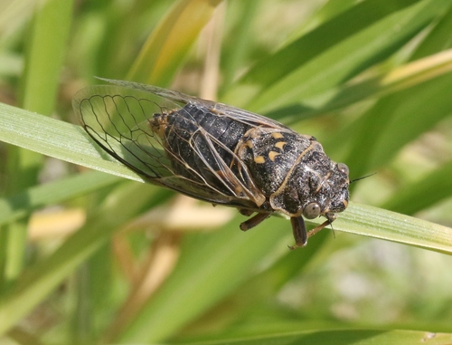 iNaturalist observation photo of Van Duzee's Cicada