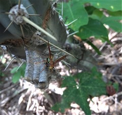 Polistes myersi