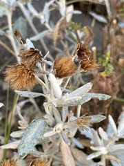 Chersodoma jodopappa