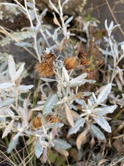 Chersodoma jodopappa