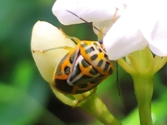 Antestiopsis anchora