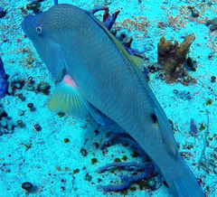 Lachnolaimus maximus