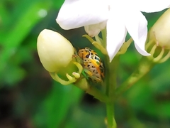 Antestiopsis anchora