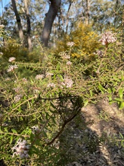 Grevillea phylicoides