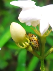 Antestiopsis anchora
