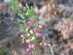 Erica gracilis