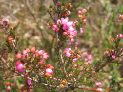 Erica gracilis