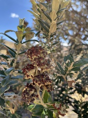 Buddleja coriacea