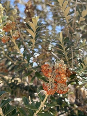 Buddleja coriacea