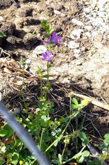 Triodanis perfoliata