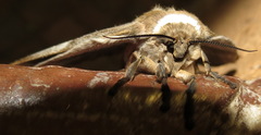Gonimbrasia belina