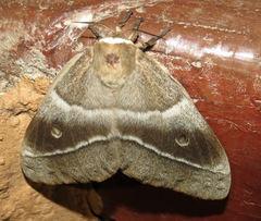 Gonimbrasia belina