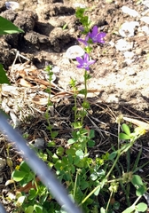 Triodanis perfoliata