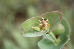 Euphorbia macrophylla