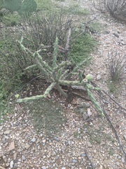 Cylindropuntia thurberi