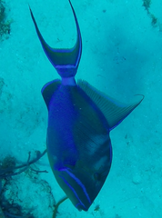Balistes vetula