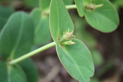 Euphorbia macrophylla