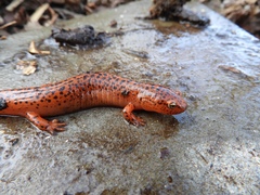 Pseudotriton ruber ruber