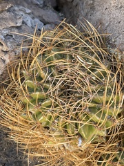 Lobivia maximiliana maximiliana