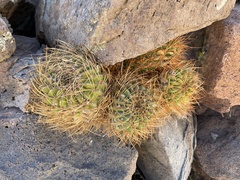 Lobivia maximiliana maximiliana