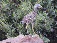 Nyctanassa violacea