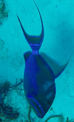 Balistes vetula