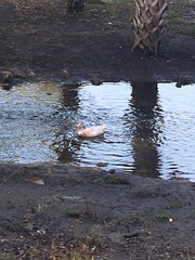 Anas platyrhynchos domesticus