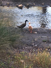 Anas platyrhynchos domesticus