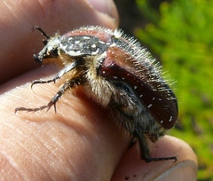 Trichostetha capensis