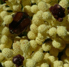 Trichostetha capensis