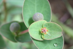 Euphorbia macrophylla