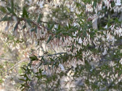 Styphelia setigera