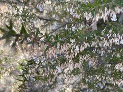 Styphelia setigera