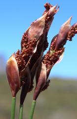 Elegia filacea