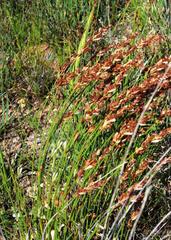 Elegia filacea