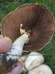 Agaricus xanthodermus