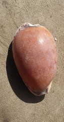 Notocypraea angustata