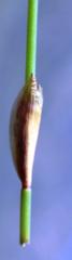 Elegia filacea