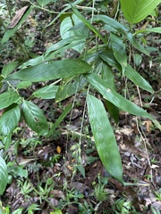 Olyra latifolia