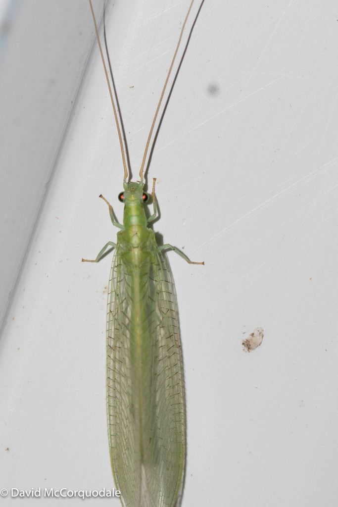 Meleoma emuncta